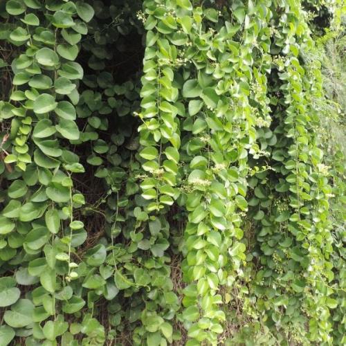 بذور متسلقة الغلف - الحلص ( Cissus rotundifolia va...
