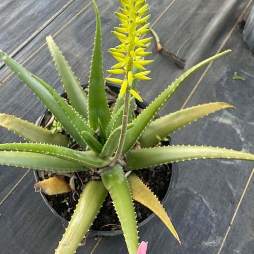 بذور صبار الالوفيرا ( Aloe barbadensis )