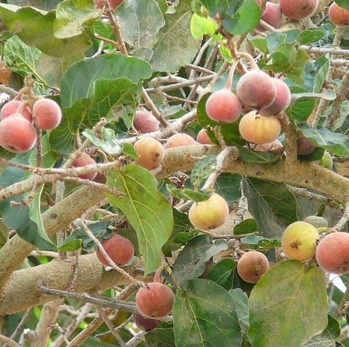بذور شجرة الجميز ( Ficus sycomorus )