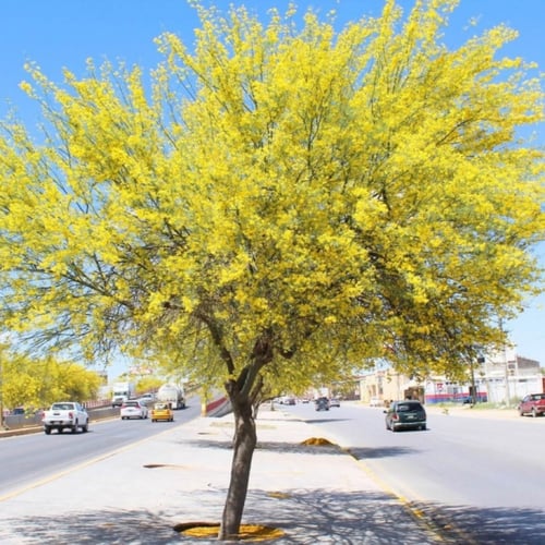 بذور شجرة‬ باركنسونيا - شوكة الفرس‬ ( Parkinsonia...