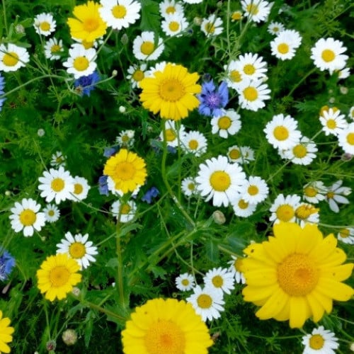 بذور زهرة اقحوان البساتين ( Glebionis segetum )