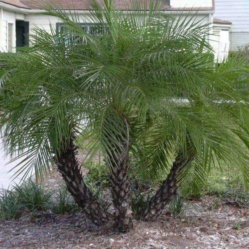 بذور نخيل روبليني القزمي ( Phoenix roebelenii )