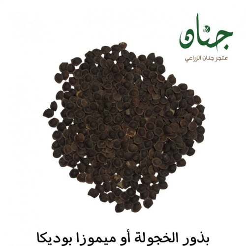 بذور شجيرة الخجولة - ميموزا‬ ‫بوديكا ‫( Mimosa pud...