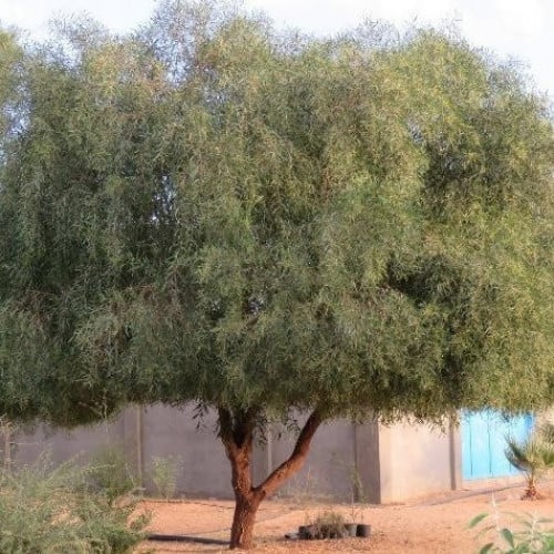 ‫بذور السنط الملحي‬ ( Acacia ampliceps )