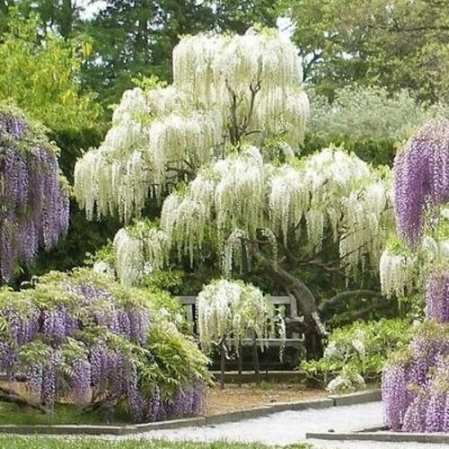 بذور شجرة ويستيريا البيضاء ( "wisteria sinensis "a...