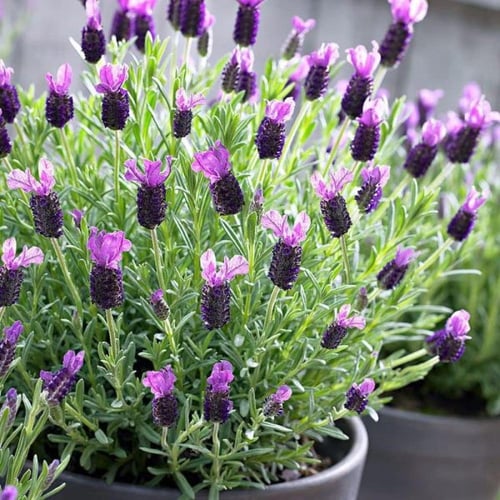 بذور اللافندر الفرنسي ( Lavandula stoechas )