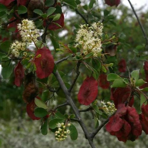 بذور شجرة القاع - القوع ( Terminalia prunioides )