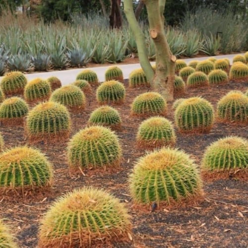 بذور صبار عمة القاضي ( Echinocactus grusonii )