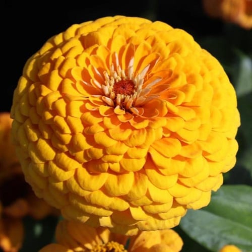 بذور زهرة الزينيا الصفراء ( Zinnia elegans )