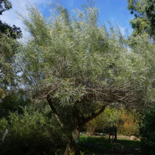 بذور سنط كوريسيا - البلوط الصحراوي ( Acacia coriac...