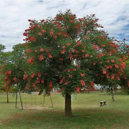 ‫بذور شجيرة ارثرينا‬ ( Erythrina humeana )