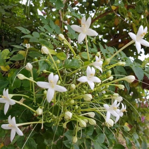 بذور شجرة ملنجتونيا العطرية ( Millingtonia Hortens...