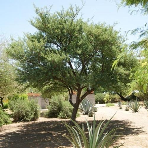 بذور الطلح العراقي ( Acacia gerrardii var.iraquens...