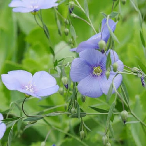 بذور الكتان ( LINUM USITATISSIMUM )