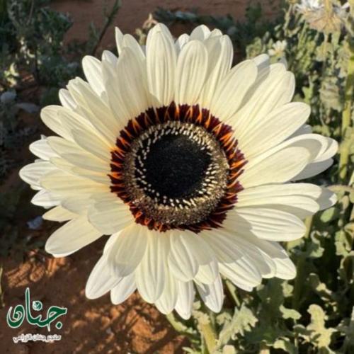 بذور زهور ملكة الحقل البيضاء ( Arctotis fastuosa )