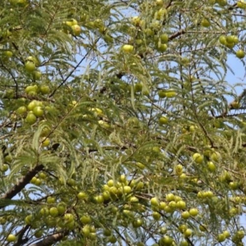 بذور شجرة التوت الهندي - املا ‫( Phyllanthus embli...