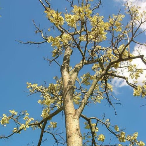 بذور شجرة ارثرينا البيضاء ( Erythrina variegata al...