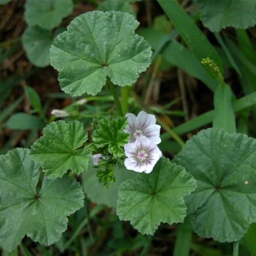 بذور شجيرة الخبيزة ( Malva neglecta )