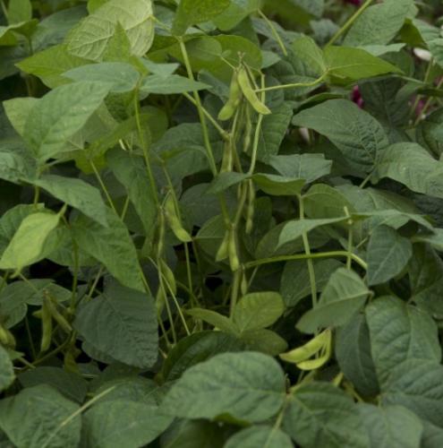 بذور فول الصويا ( Glycine max )