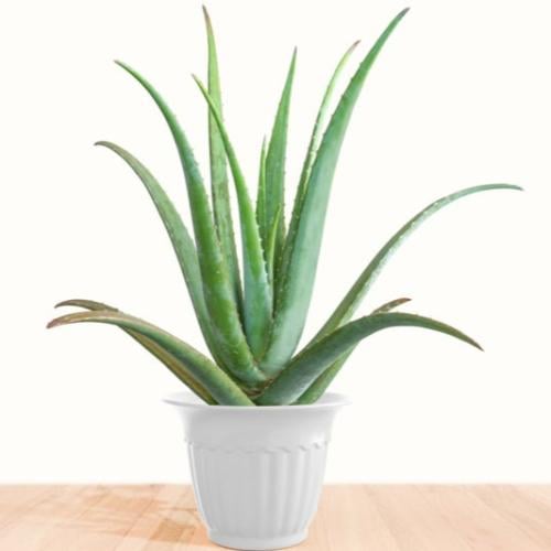 بذور صبار الالوفيرا ( Aloe barbadensis )