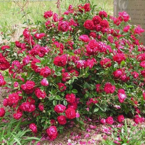 بذور الورد الصيني ( Rosa chinensis )