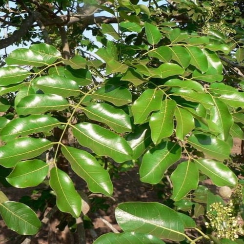 بذور شجرة الماهوجني الافريقي ( khaya senegalensis...