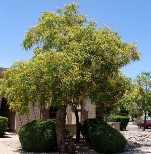 ‫بذور شجرة الجاكرندا الصفراء - ابو المكارم‬ ( Tipu...