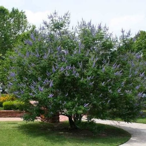 بذور كف‬ مريم