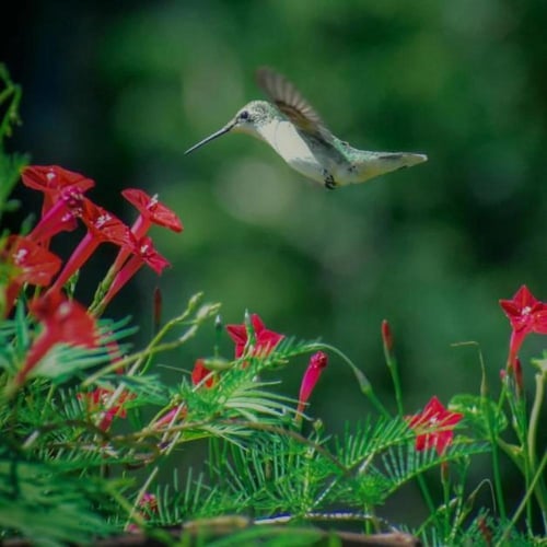بذور مجد الصباح - ايبوميا الحمراء ( Ipomoea nil )