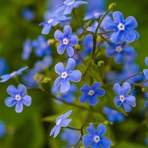 بذور زهرة اذن الفار ( Myosotis alpestris )