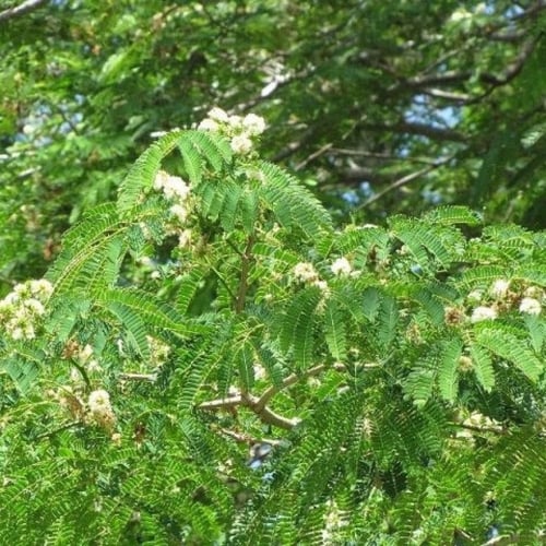 بذور شجرة انترلوبيوم ( Enterolobium )