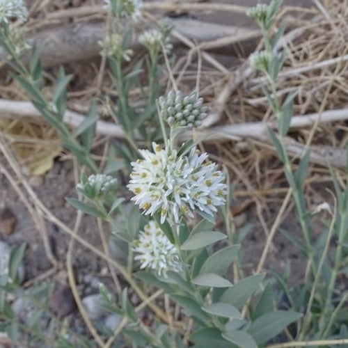 بذور الحرجل ( Solenostemma argel )