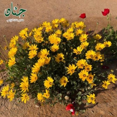بذور الاقحوان الافريقي الاصفر ( Dimorphotheca app...