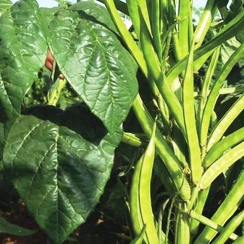 بذور نبات القوار ( Cyamopsis tetragonoloba )