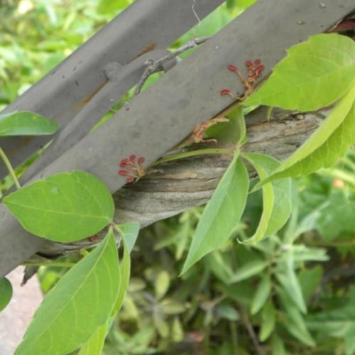 بذور متسلقة فرجينيا - الخميسة ( Parthenocissus qui...