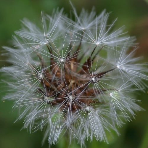 بذور العضيد - اليعضيد ( Urospermum picroides )