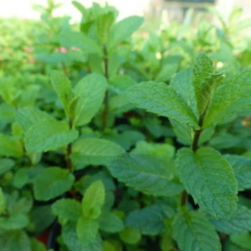 بذور النعناع الاسباني ( Mentha )
