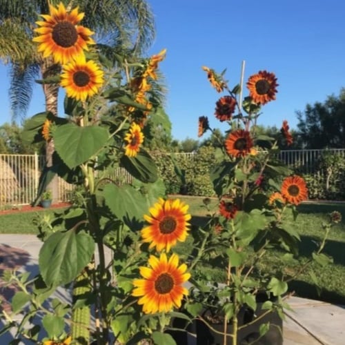 بذور دوار الشمس الاحمر ( velvet queen sunflower )