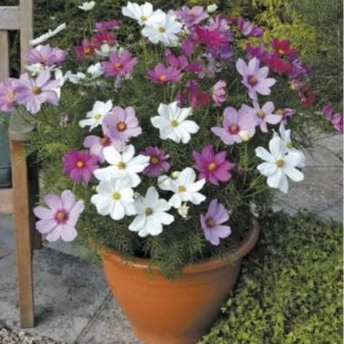 بذور زهرة الكوزموس الياباني - ساكورا الخريف ( Cosm...