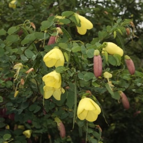 بذور شجيرة بوهينيا الصفراء ( bauhinia tomentosa )