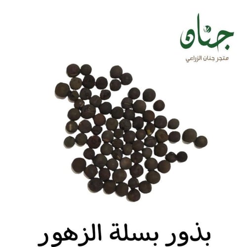 ‫بذور بسلة الزهور - البازلاء العطرية ‬( Lathyrus o...