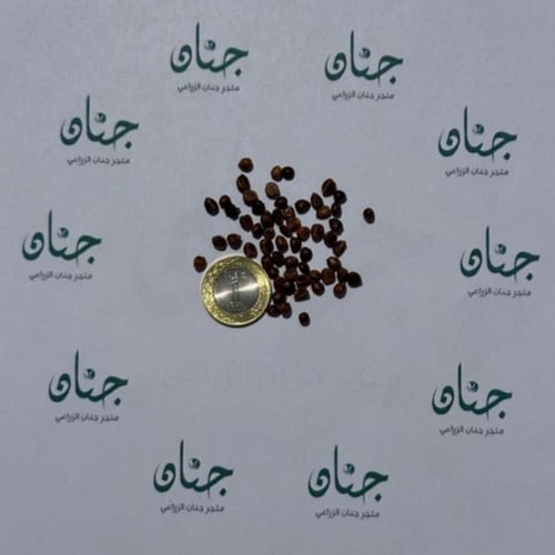 بذور متسلقة فرجينيا - الخميسة ( Parthenocissus qui...