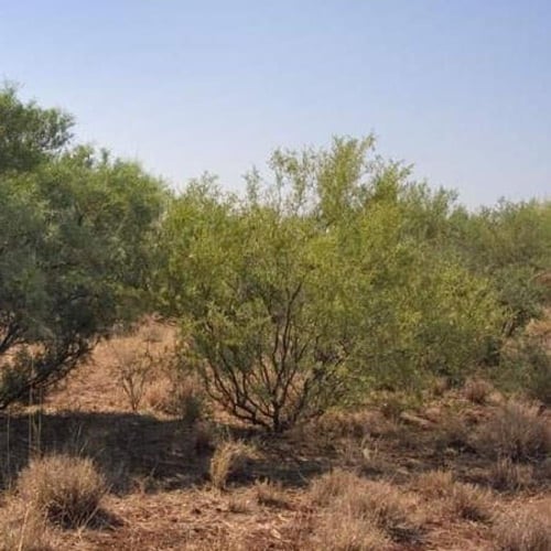 بذور شجرة سنط فيكتوريا ( Acacia victoriae )