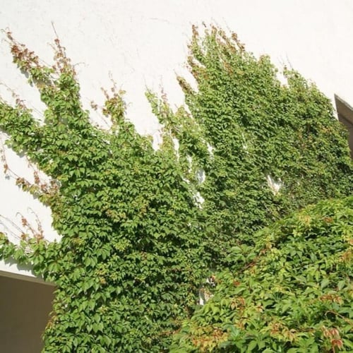 بذور متسلقة فرجينيا - الخميسة ( Parthenocissus qui...