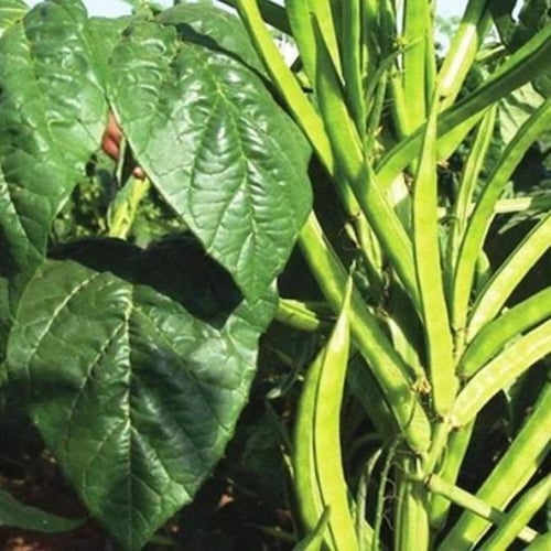 بذور القوار ( Cyamopsis tetragonoloba )