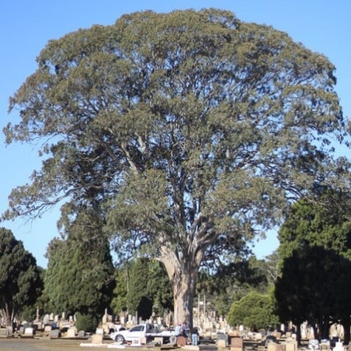 بذور شجرة الكينا - الكين البلدي ( Eucalyptus teret...