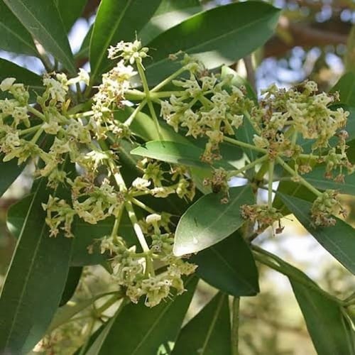 بذور شجرة ‫السرسوع - السيسم‬ ( Dalbergia sissoo )
