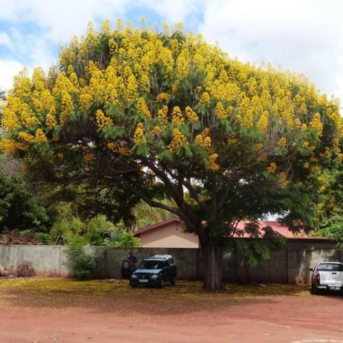 بذور شجرة كاسيا سبيكتابيلس ( Cassia spectabilis )