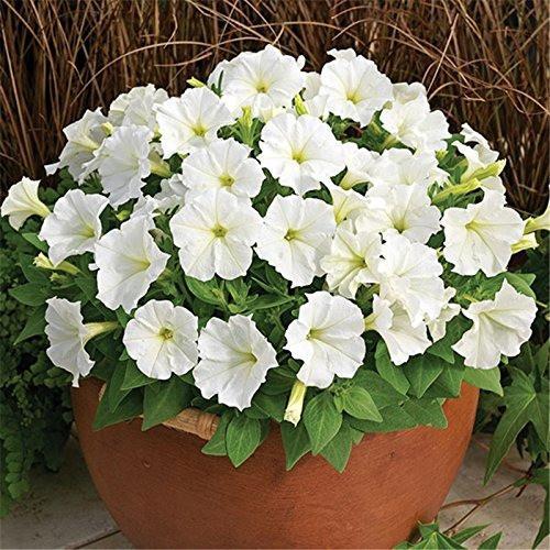 بذور البيتونيا البيضاء ( Petunia )