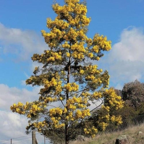 بذور أكاسيا بيليانا ( Acacia baileyana )